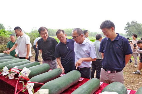 23個新品種冬瓜亮相 儋州這場觀摩會舉行