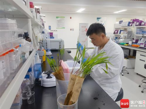 自貿港觀察 焦點丨海南 讓種業科研成果加速 跑 進市場