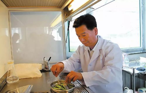 2018年度感動吉林16號候選人 任長忠,鹽堿地里的 燕麥專家 ,培育15個燕麥新品種,創奇跡