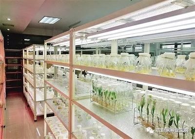 累計投入5.7億!這里是中國的“種業硅谷”!