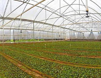 廣東梅片樹,科研與產業齊飛