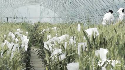 黃河好聲音|一棵小麥成為掛面的追夢路:聽山東黃河流域糧食產業的高質量發展之聲