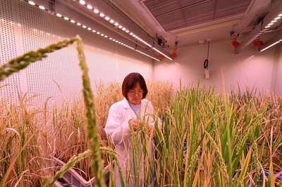 不可不看,我國種業安全存在哪些風險?