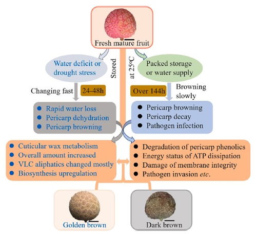 蠟質代謝響應采后荔枝失水變化調節研究獲進展