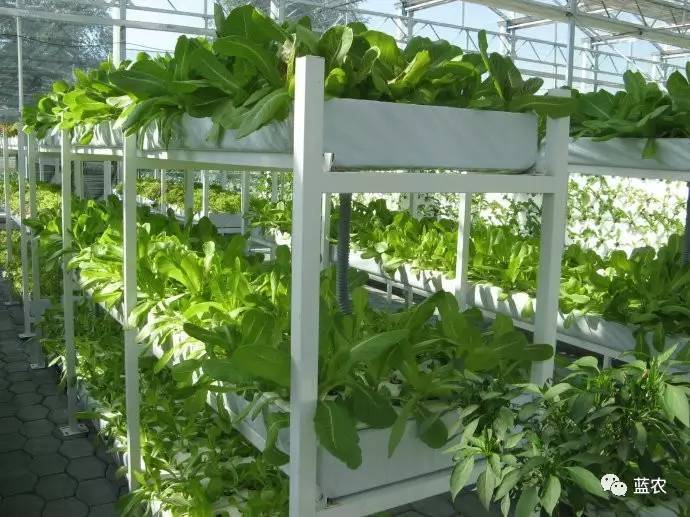 這就是無土栽培