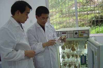 “好院長”費甫華:專家扎根山村二十多年 把魔芋變成農民的“金疙瘩”(5圖)