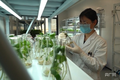 【強國看農業】絲路崛起農業硅谷 新疆棉盡展科技范