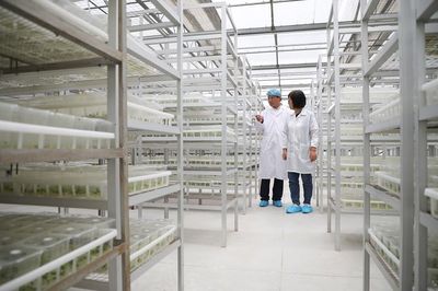 半月談 | 小土豆,大突破 馬鈴薯種業高質量發展觀察