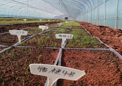 躬耕"試驗田" 拓展"糧豐路"