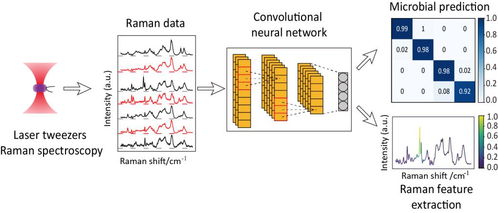 付鈺研究組在微生物單細胞人工智能鑒定研究中取得新進展
