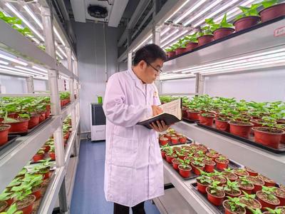 活力中國調研行·萬千氣象看陜西丨從寶豆到秦薯,“寶雞育”種子續寫農業高質量發展篇章