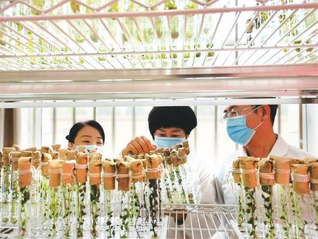 “三鏈”聯動助推高質量發展--定西市安定區馬鈴薯產業發展紀實