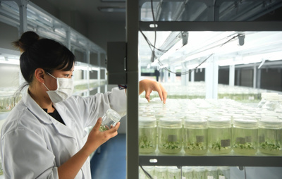 重慶南川:藍莓產業助力鄉村振興