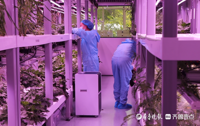 蘆花新聞|黃河三角洲農業高新技術產業示范區跑出發展加速度