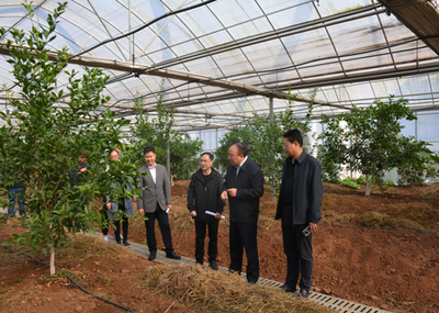 劉洪福副市長調研市柑桔科學研究所