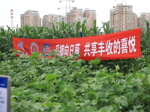 與小朋友共享豐收喜悅 農(nóng)科院試驗田舉辦科普活動