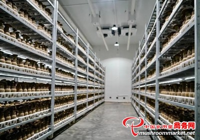 貴州省貞豐縣:現(xiàn)代化栽培黑牛肝菌 農(nóng)業(yè)產(chǎn)業(yè)“菌”上添花