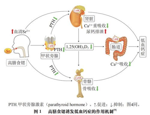 食品科學(xué) 中國(guó)農(nóng)業(yè)科學(xué)院鄭楠研究員等 食品中鍶功能的研究進(jìn)展