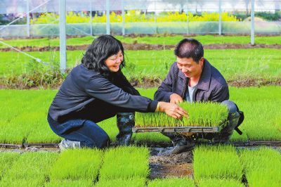 河南小麥高質量發展節奏加快 關鍵“五招”中原糧滿倉
