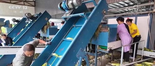 科技賦能讓鮮食玉米的 鮮 得到最直觀體現