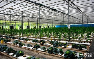 我國61項農業科技產品走出國門