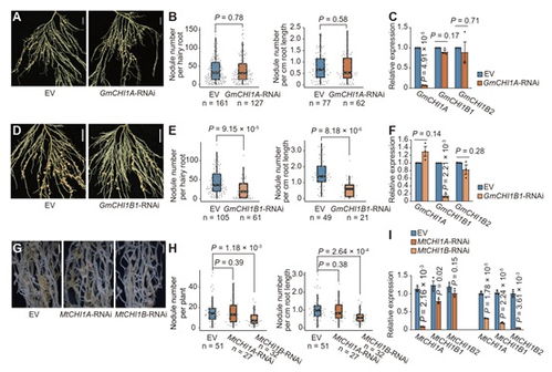 豆科植物根瘤共生固氮進化機制研究獲進展