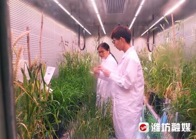 構建“四大體系”書寫現代農業“濰坊答卷”——農業科學研究和試驗發展