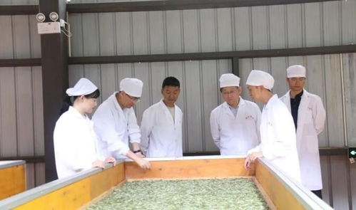 科技賦能茶香——中國農(nóng)業(yè)科學(xué)院茶葉研究所專家團(tuán)調(diào)研指導(dǎo)昌寧茶產(chǎn)業(yè)發(fā)展