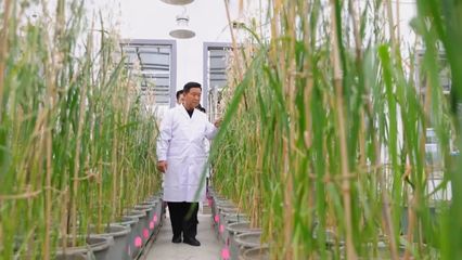 加強(qiáng)國際團(tuán)隊(duì)交流合作 白城燕麥產(chǎn)業(yè)加速發(fā)展