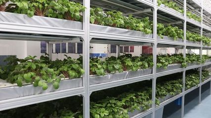 遨游太空的梅州金柚種子回家了！梅州高新區(qū)金柚種子成功完成航天搭載實(shí)驗(yàn)