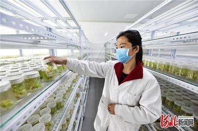 凝心聚力奔小康 | 定州 古城勃興扮靚'節(jié)點(diǎn)'，農(nóng)業(yè)科研引領(lǐng)發(fā)展