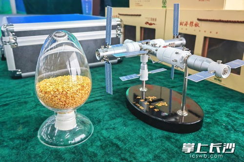 樟樹港辣椒太空種子育種實(shí)驗(yàn)在湘陰啟動(dòng) 農(nóng)業(yè)科技邁向新高度